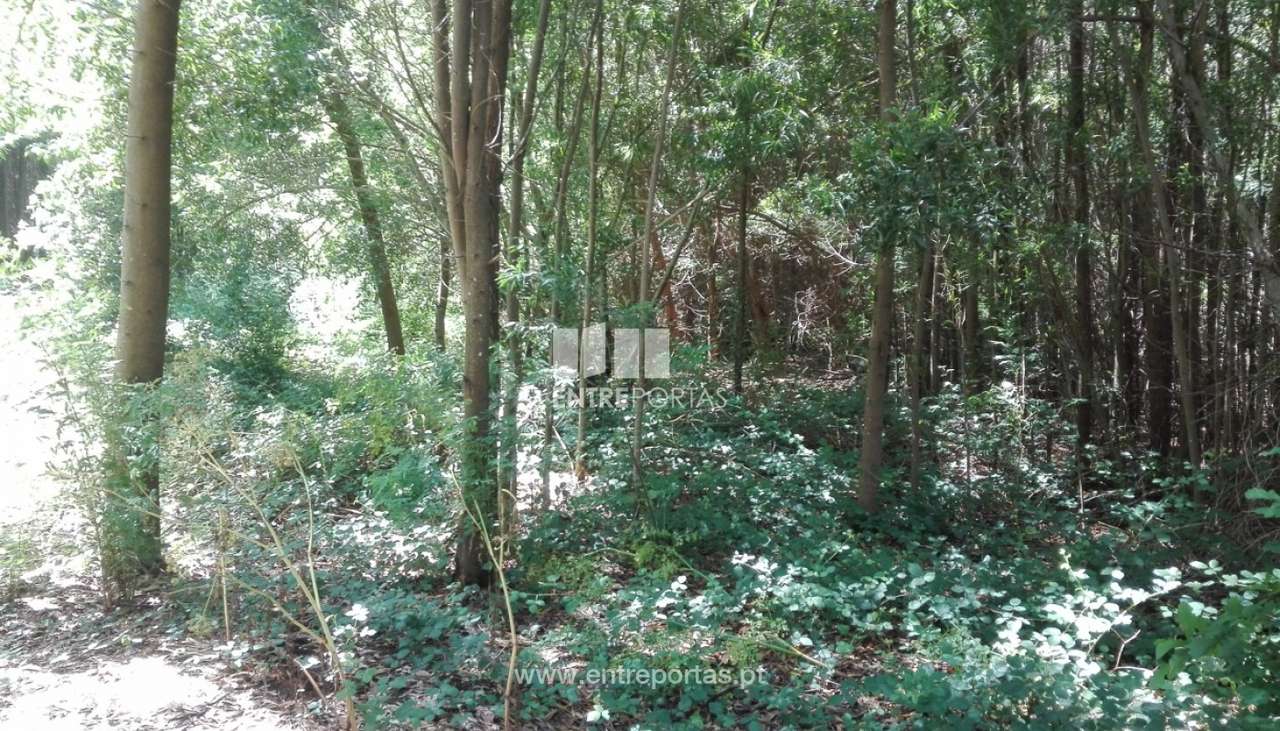 Terreno para venda, Cristelo, Caminha - Grande imagem: 5/5
