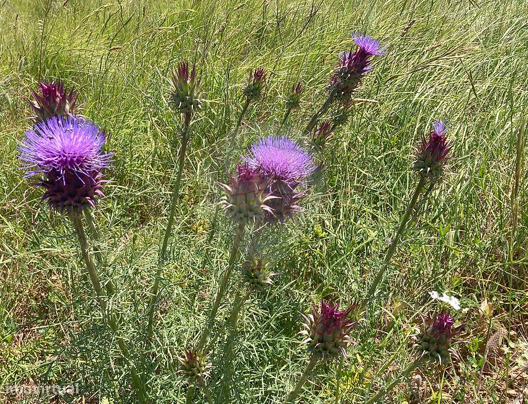 Terreno  para venda - Grande imagem: 3/3