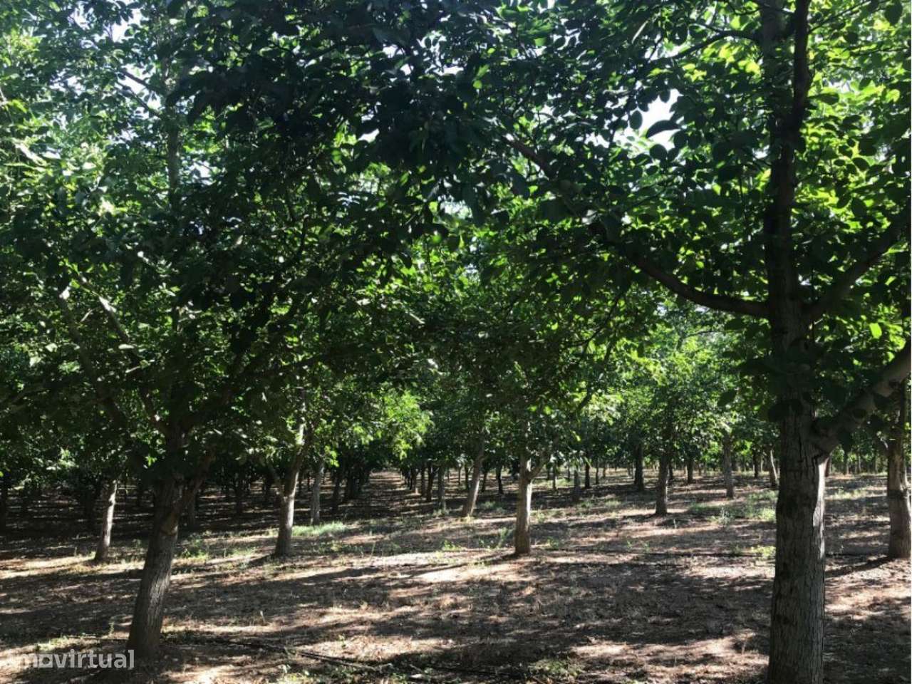 Estremoz Évora herdade 5ha projeto aprovado hotel Rural 4*e nogueir...-15