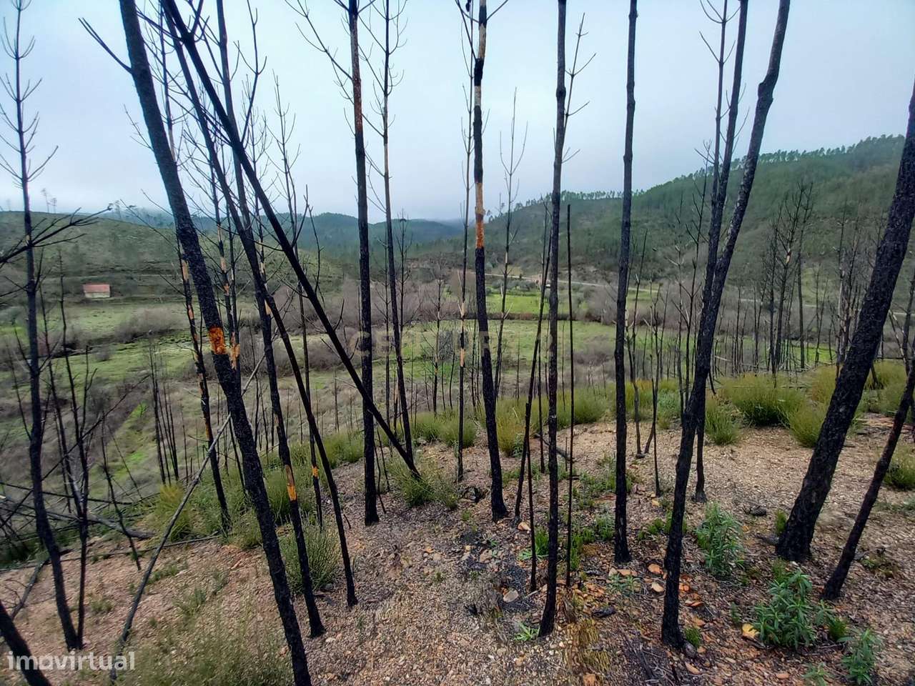 Terreno Rustico com 10000m2 Sobrainho da Ribeira - Grande imagem: 4/12