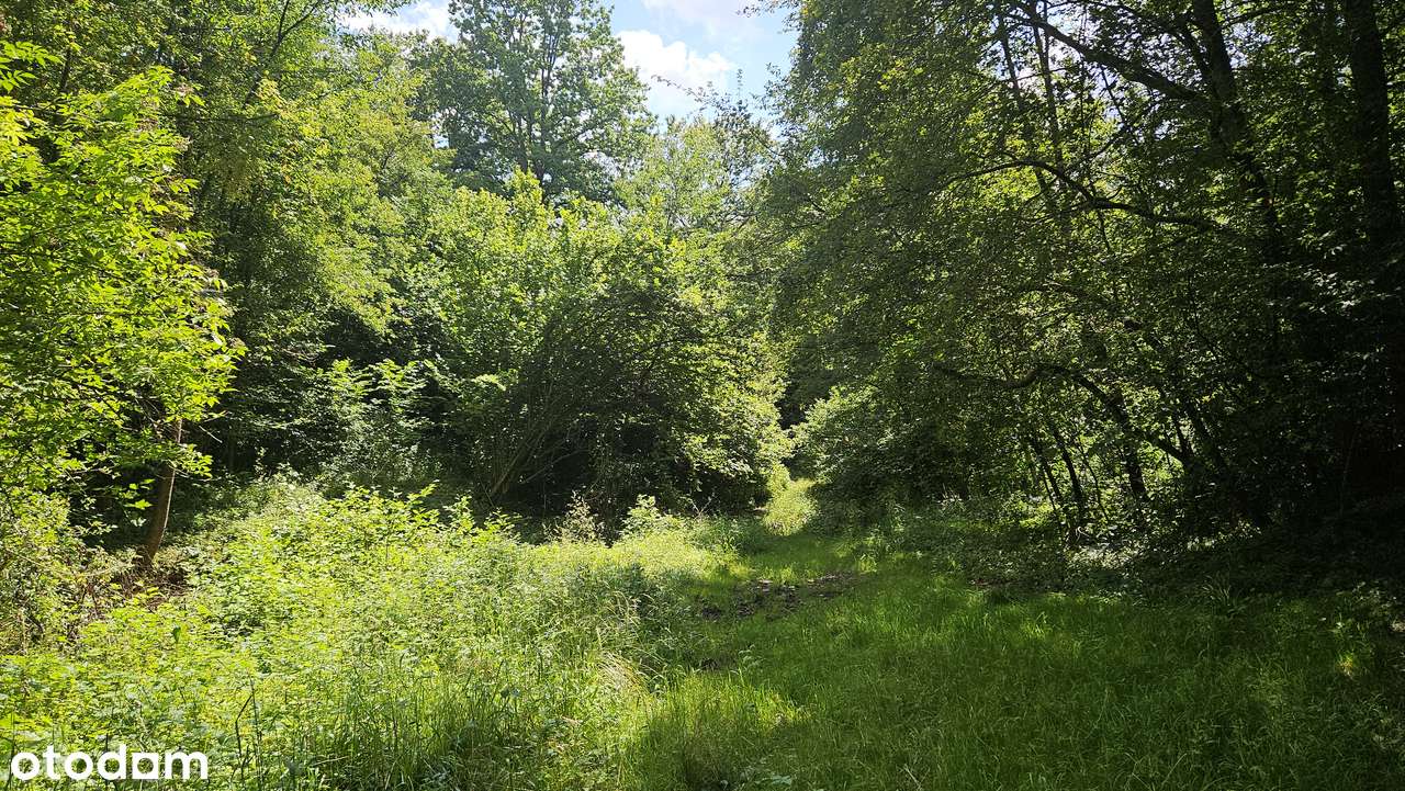 Własny las za niską cenę! - Pełny obrazek: 4/11