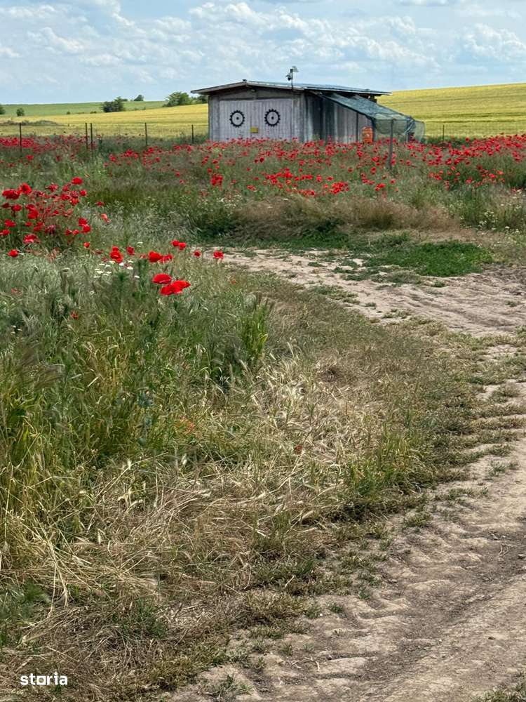 Vanzate Teren intravilan Cernica 4000MP-9