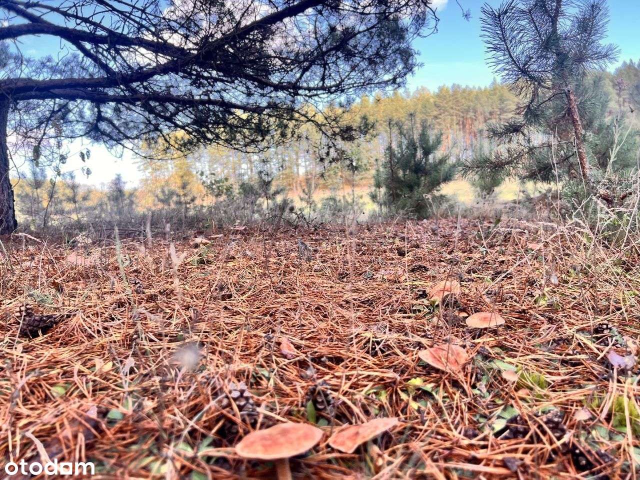 Działka siedliskowa z linią brzegową, przy lesie-9