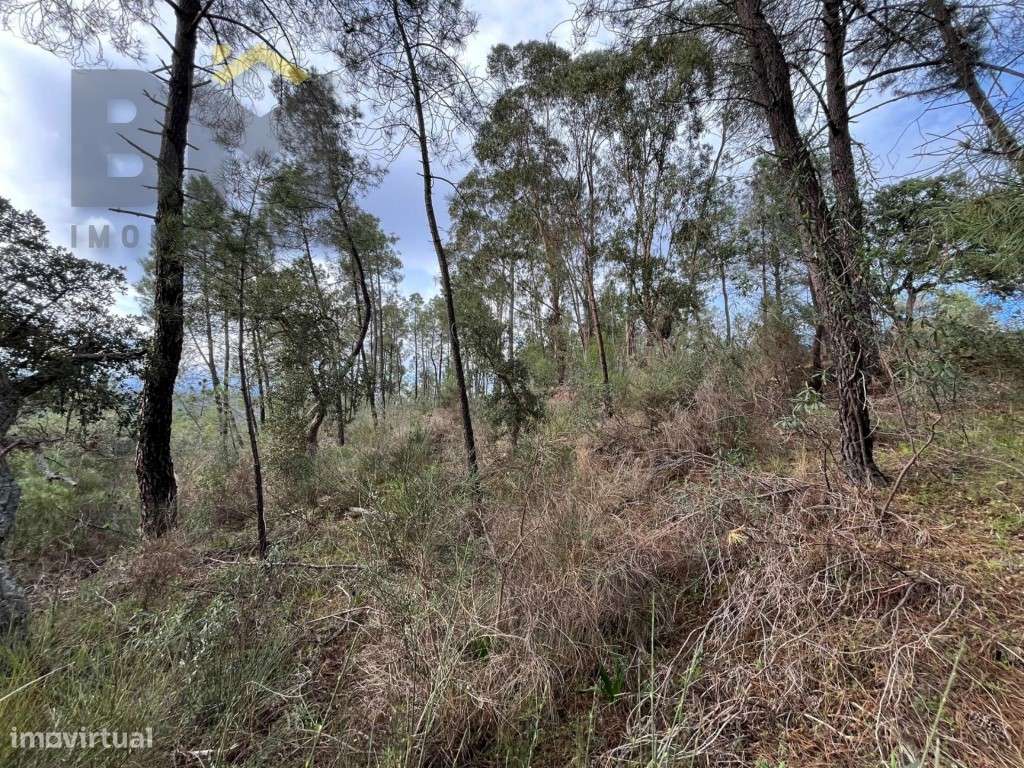 Terreno rústico com 4040m2 para venda no Freixial do Campo! - Grande imagem: 4/11