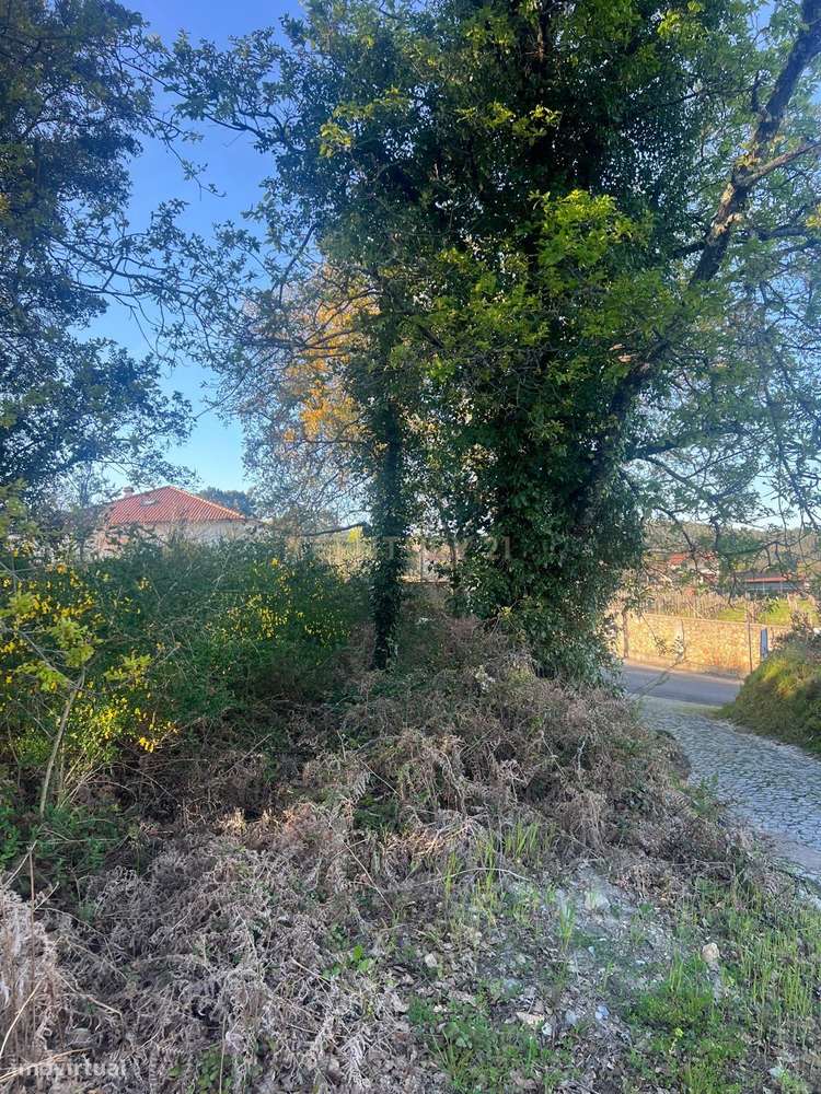 Terreno com 12.900 m² e Vistas Desafogadas na Tapada – Figueiró dos Vi - Grande imagem: 3/7