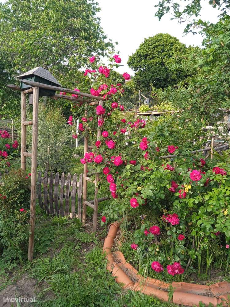 Quintinha - São Tomé de Covelas, Baião-26