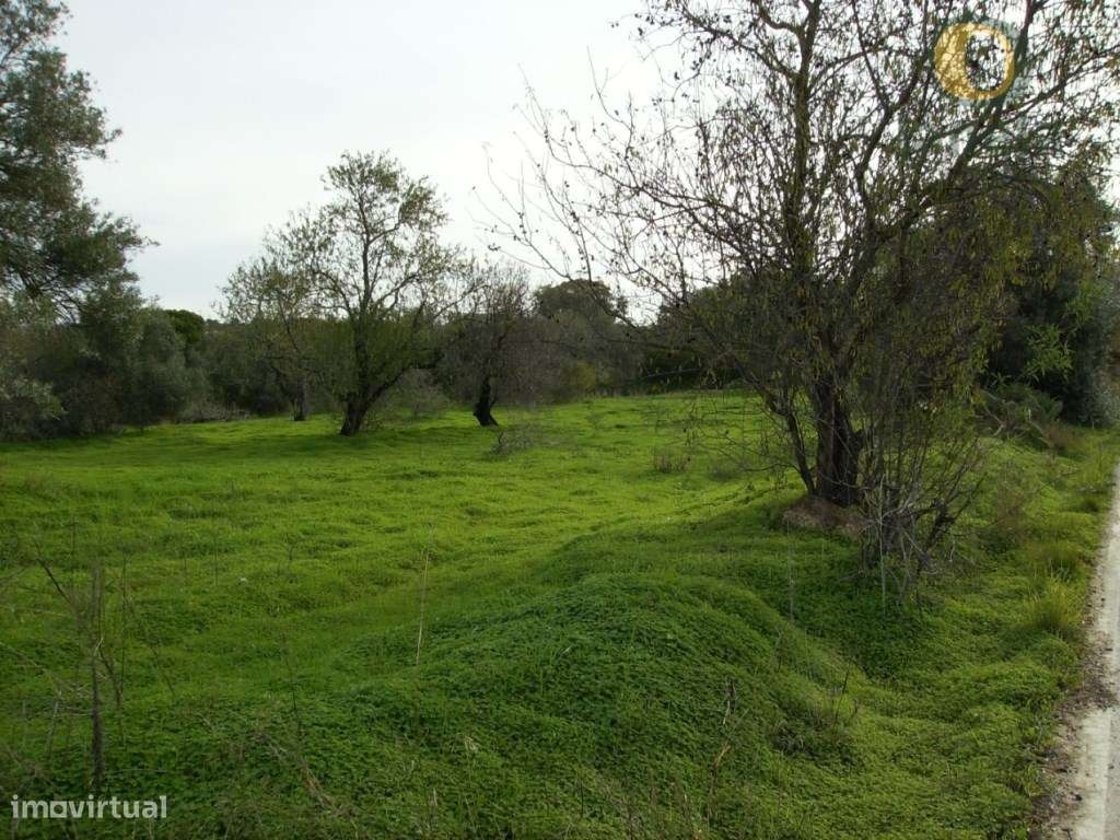 Lote de 2 terrenos com 8560 m2 - Grande imagem: 5/5