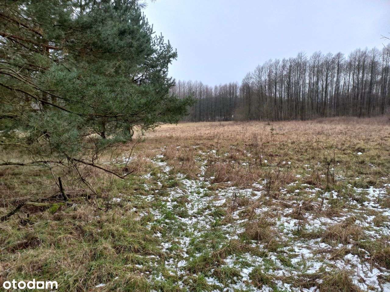 Działka budowlana okolice Szamocina Laskowa - Pełny obrazek: 5/5