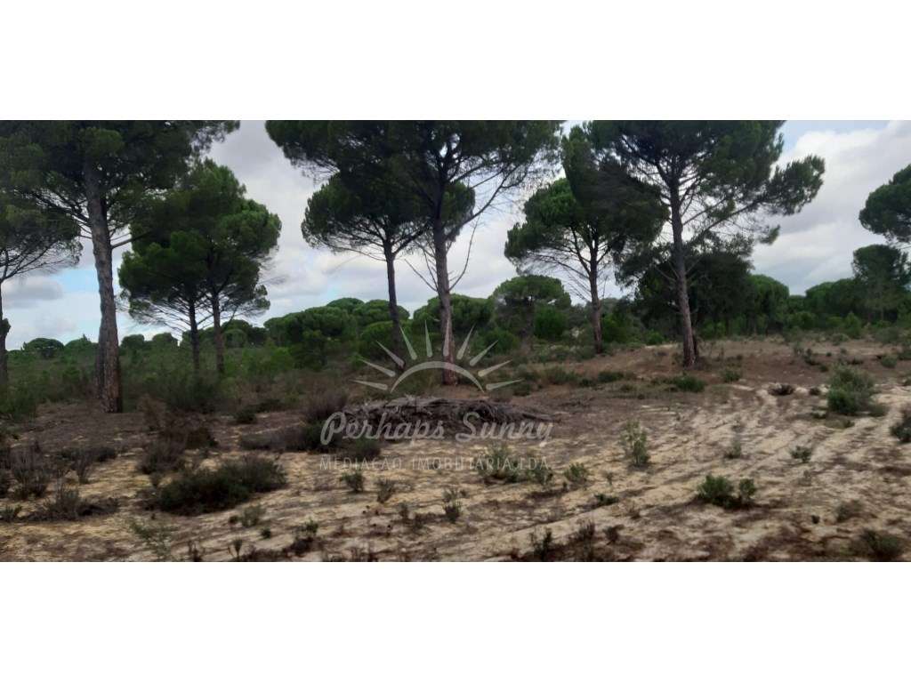 Terreno Rústico - 30 Ha - Grande imagem: 3/5