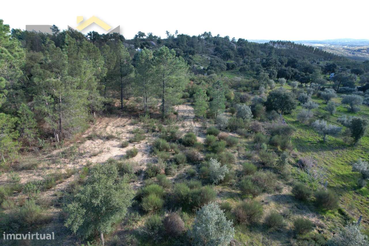Quintinha  Venda em Salgueiro do Campo,Castelo Branco - Grande imagem: 5/7