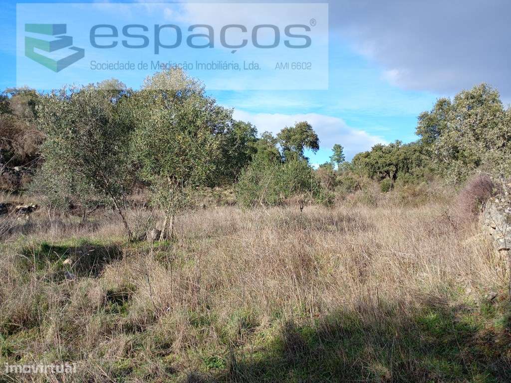 Terreno Rústico a 15 minutos de Castelo Branco-6