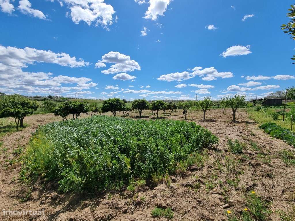 Quintinha com 2,5 ha, próxima de Redondo - Grande imagem: 5/13