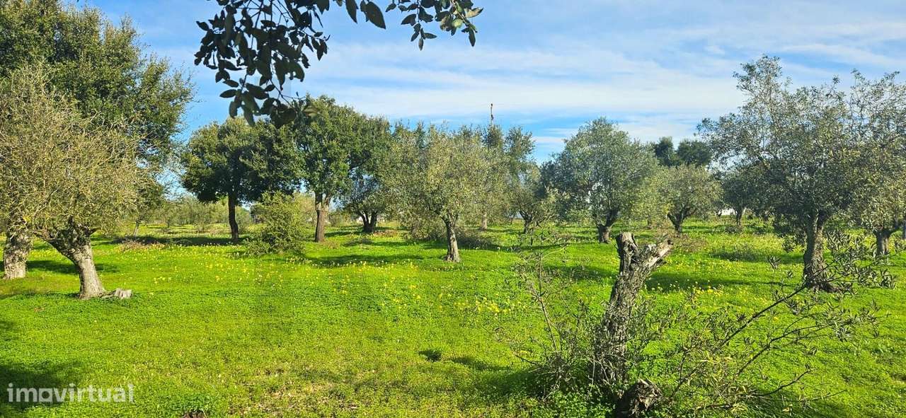 Desenvolvimento Premium: 1,2 Hectares urbanos no Centro de Melides - Grande imagem: 4/24