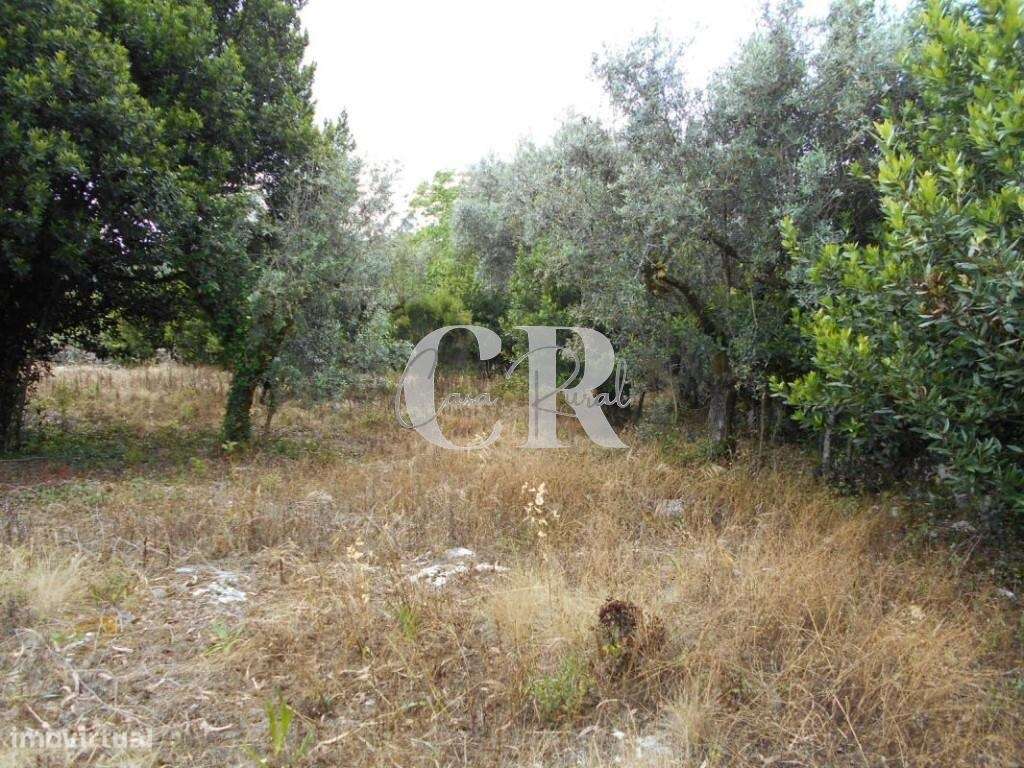 Terreno com capacidade para construção próximo de Santiago da Guarda-A - Grande imagem: 4/20