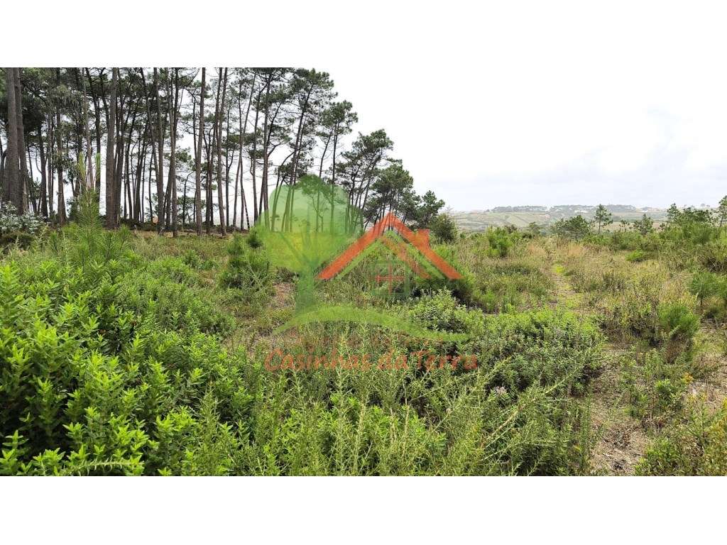 Terreno rústico com quintas em redor - Grande imagem: 3/9