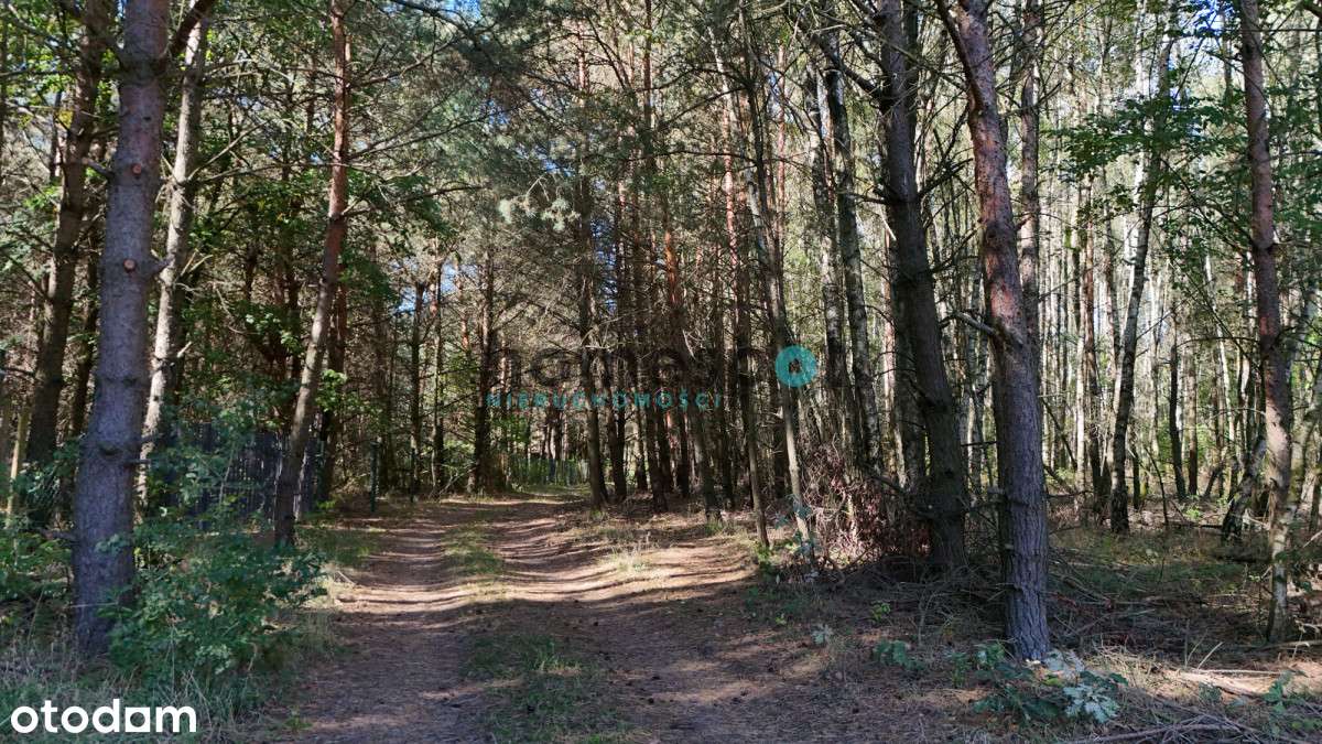 | Działka | Las | Natura | Jezioro | Stęszewko |-4