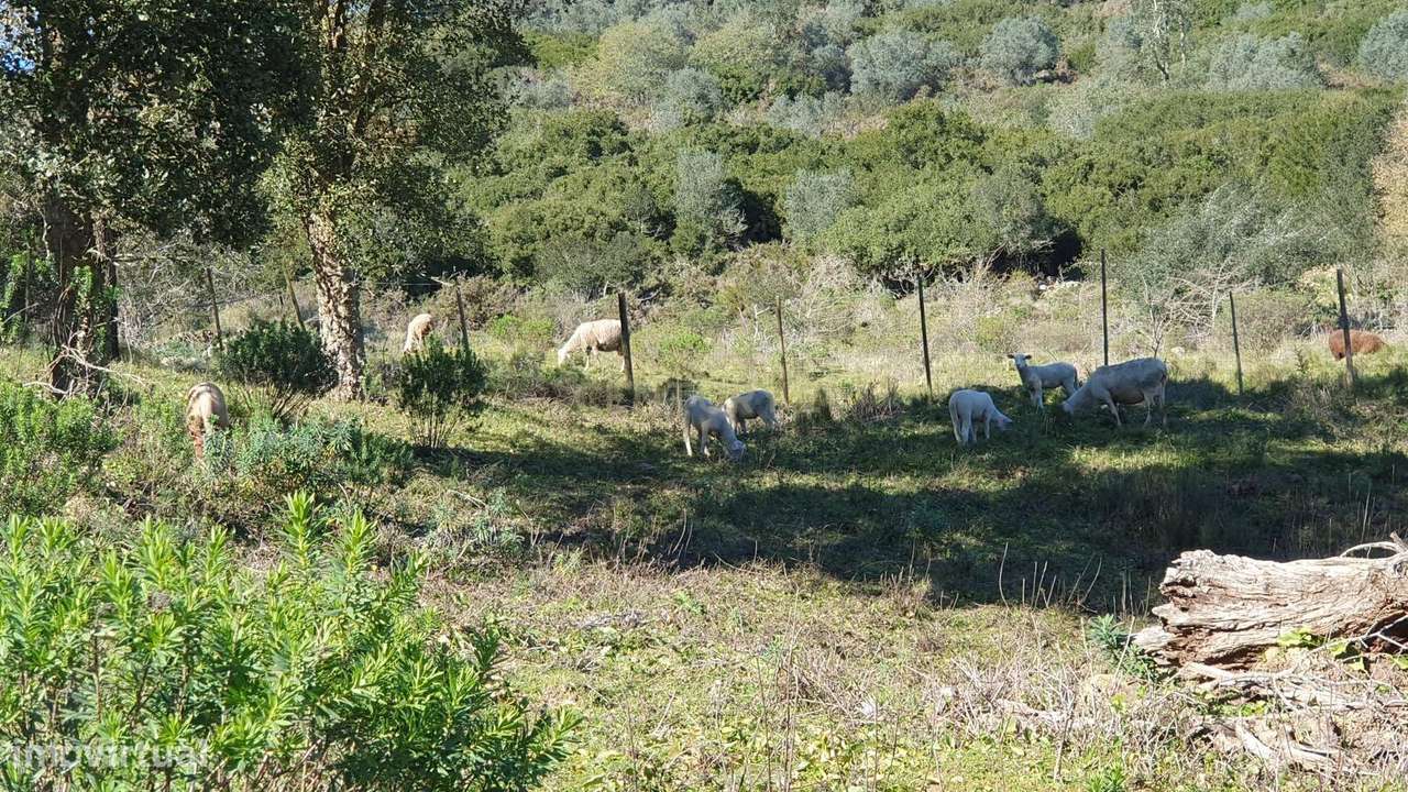 Quinta com 24.560m2 | Arruda dos Vinhos-3