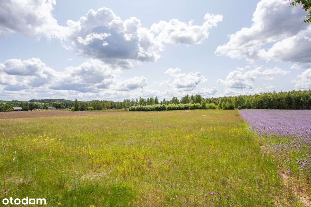 Działki nad Jeziorem Pile - Pełny obrazek: 4/6