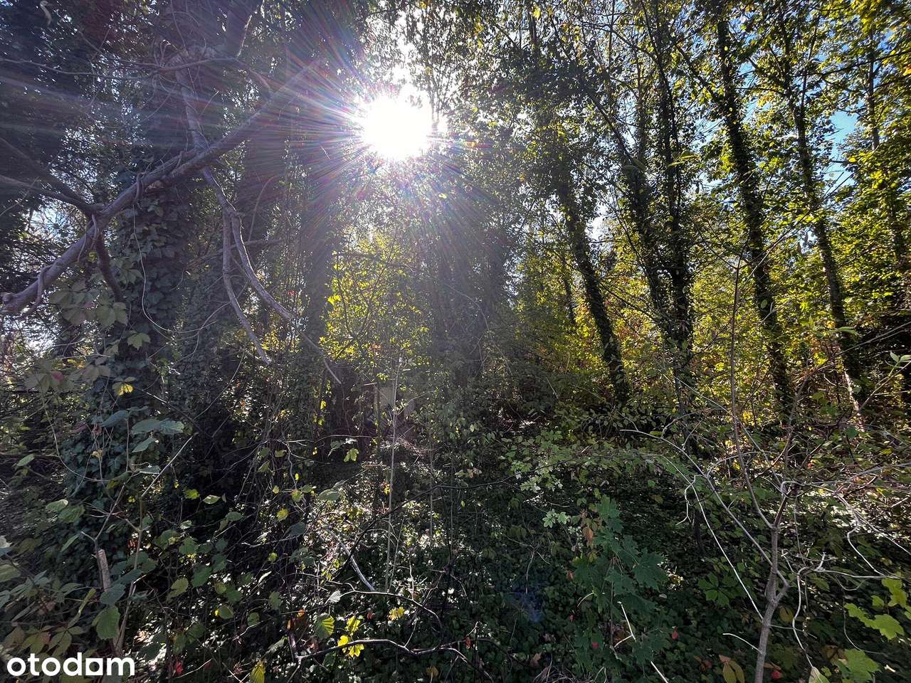 Działka 2376 m² z MPZP – Międzyborów media.-12