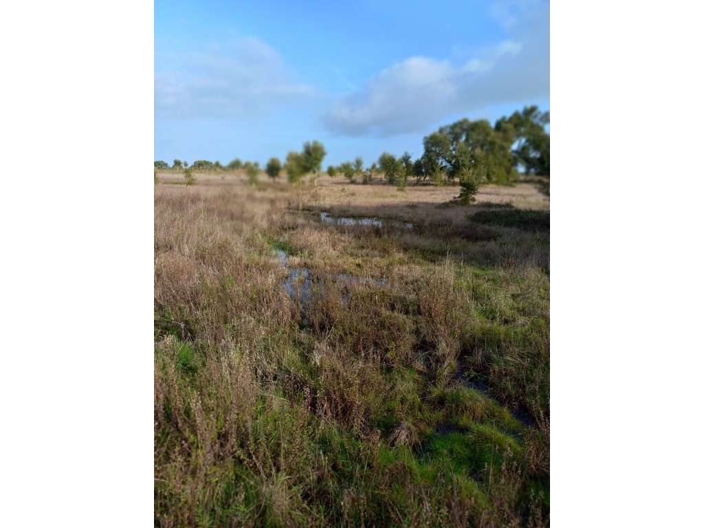 Terreno rústico em Grândola-3