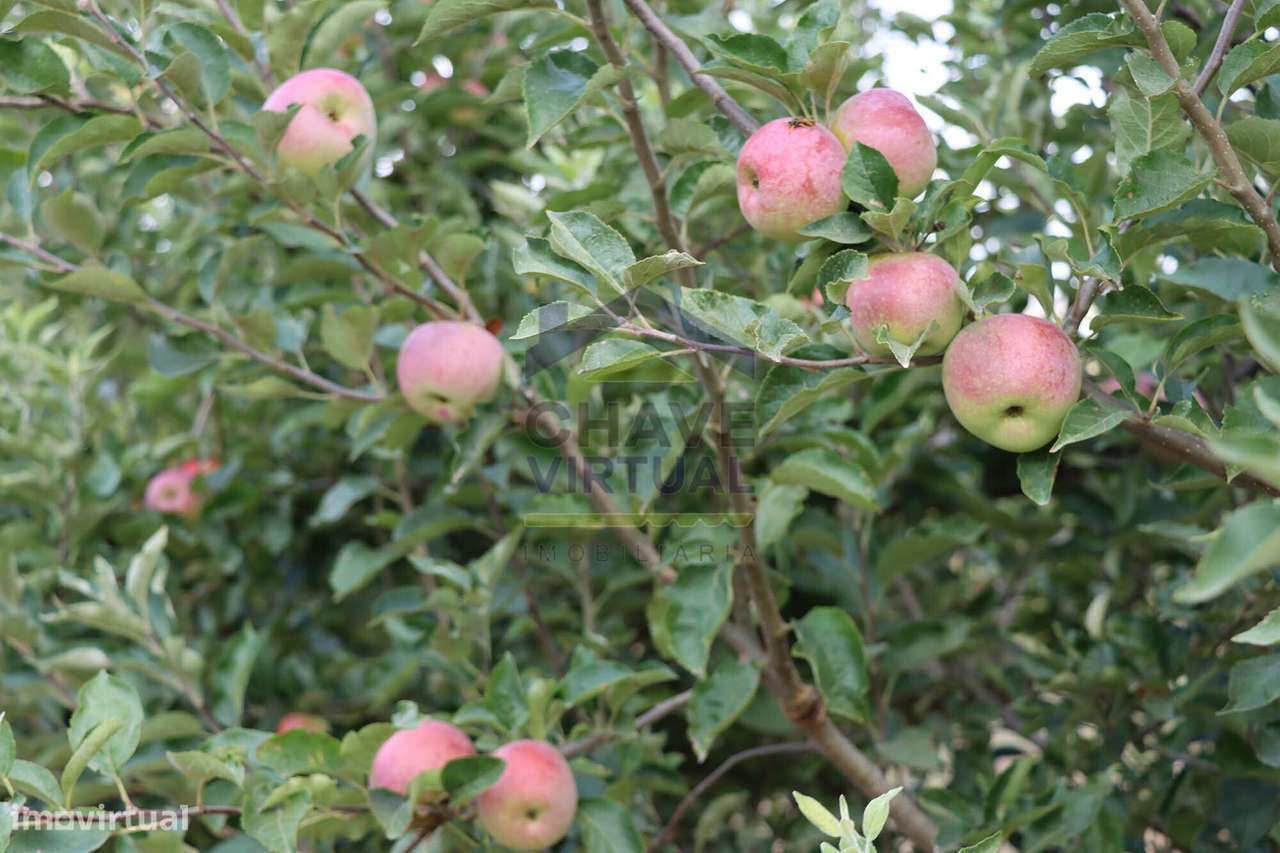 Magnífica Quinta com 19.107 m2 Carvalhal - Bombarral-57