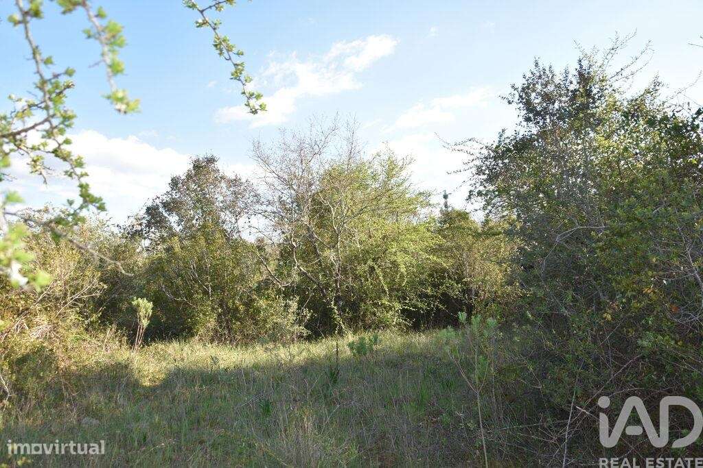 Terreno Agrícola em Chãos - Grande imagem: 5/36