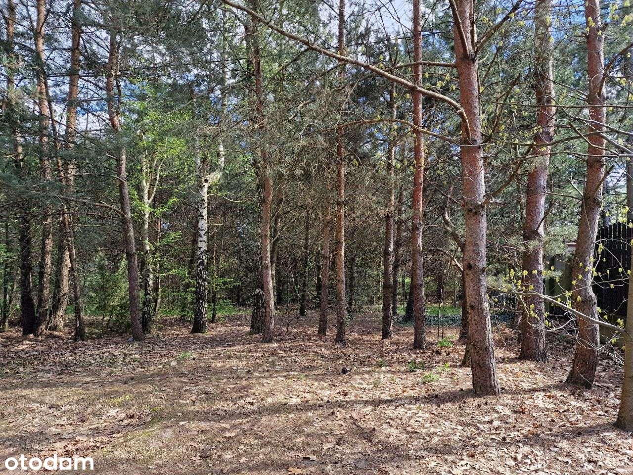 Atrakcyjne działki - Zbiczno-11