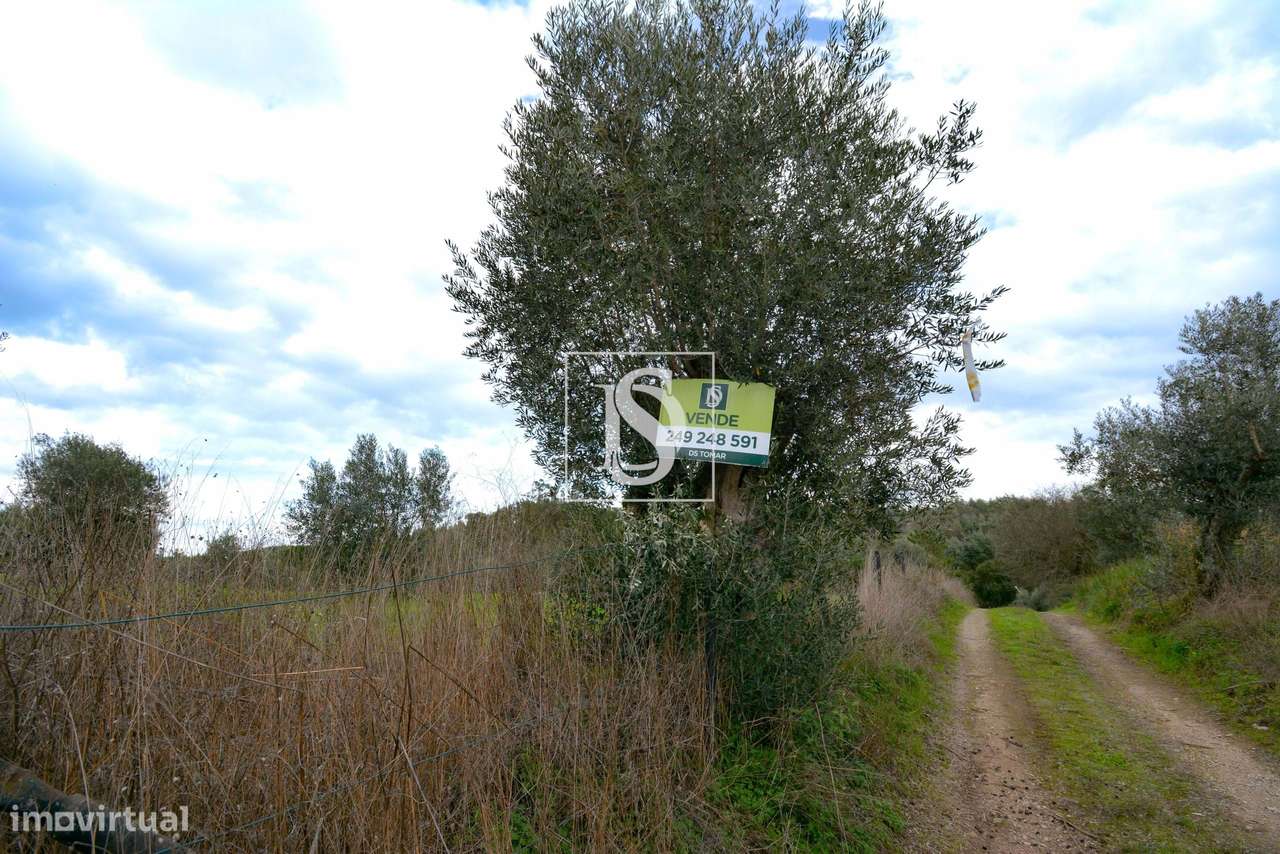 Terreno Urbano Linhaceira Tomar-8
