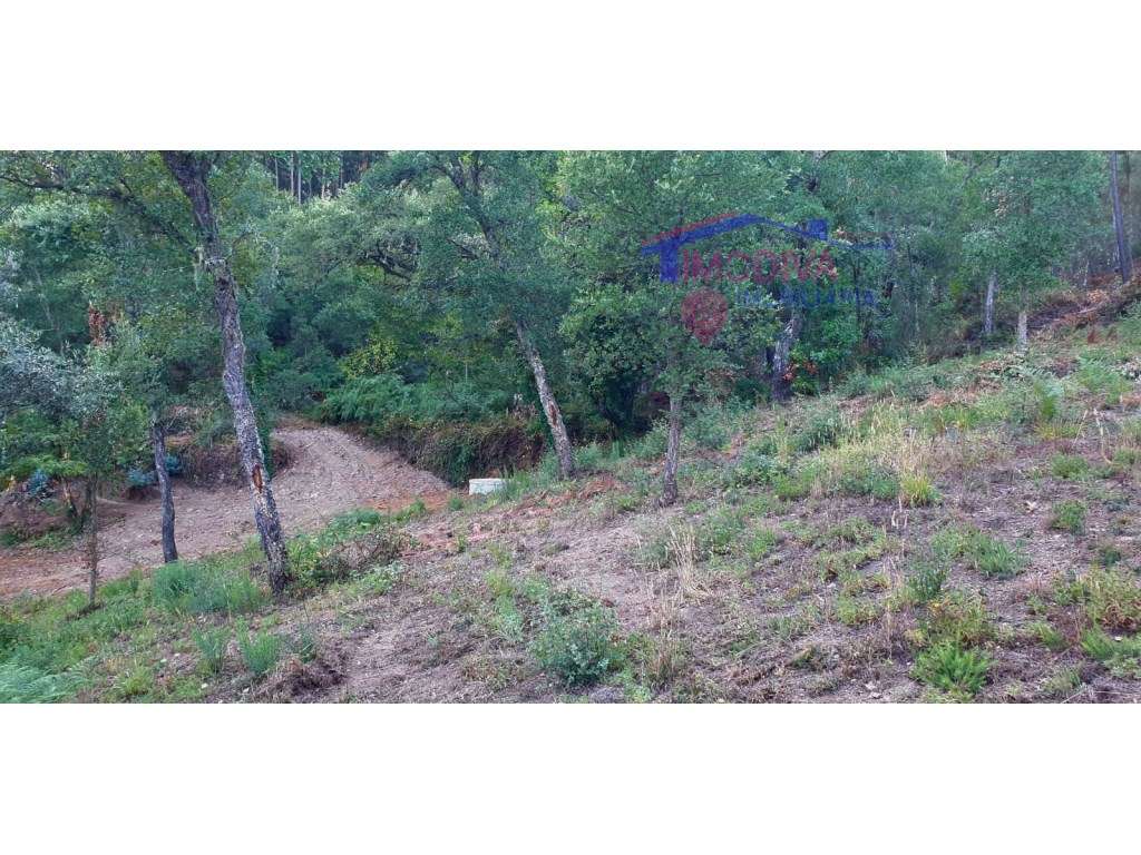 Terreno em Cernache do Bonjardim - Grande imagem: 4/14