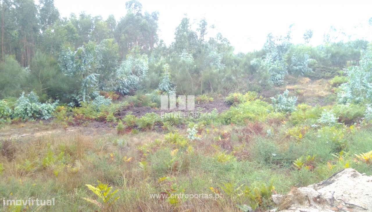 Venda Terreno com 3 hectares, Vila Boa de Quires, Marco de Canaveses - Grande imagem: 5/31