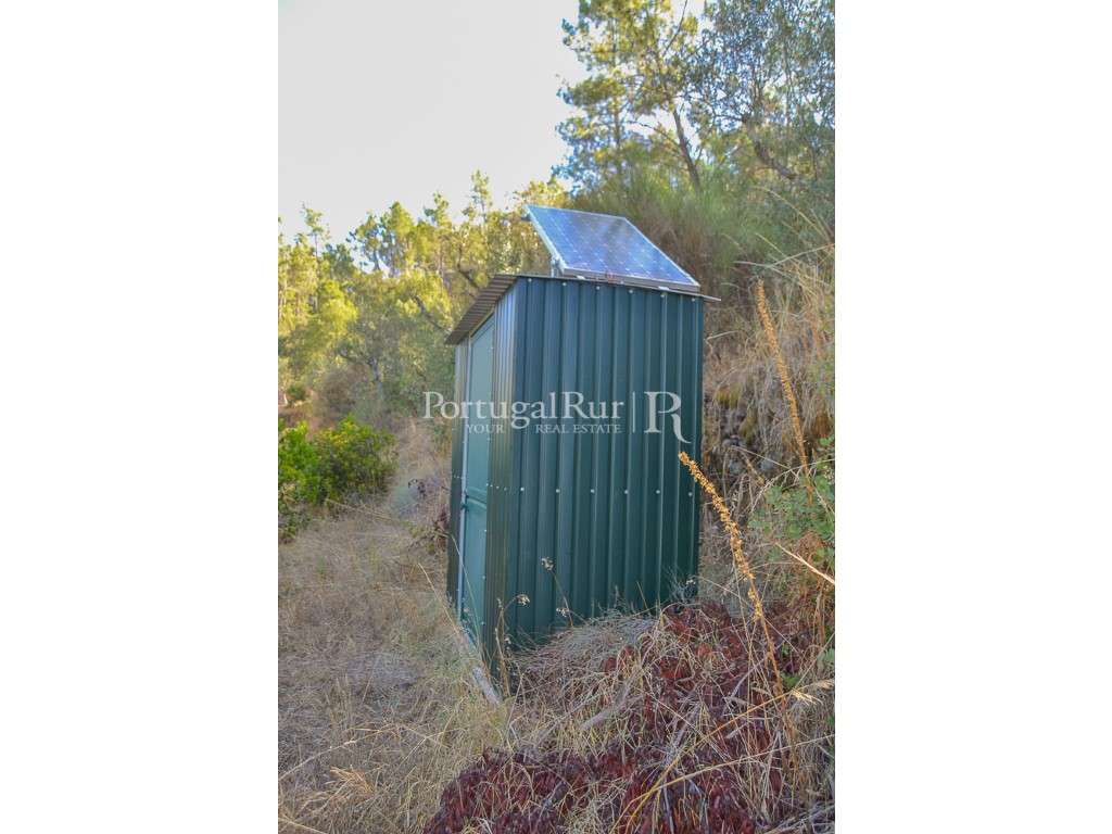 Terreno Rustico com plantação de medronhos - Grande imagem: 5/18