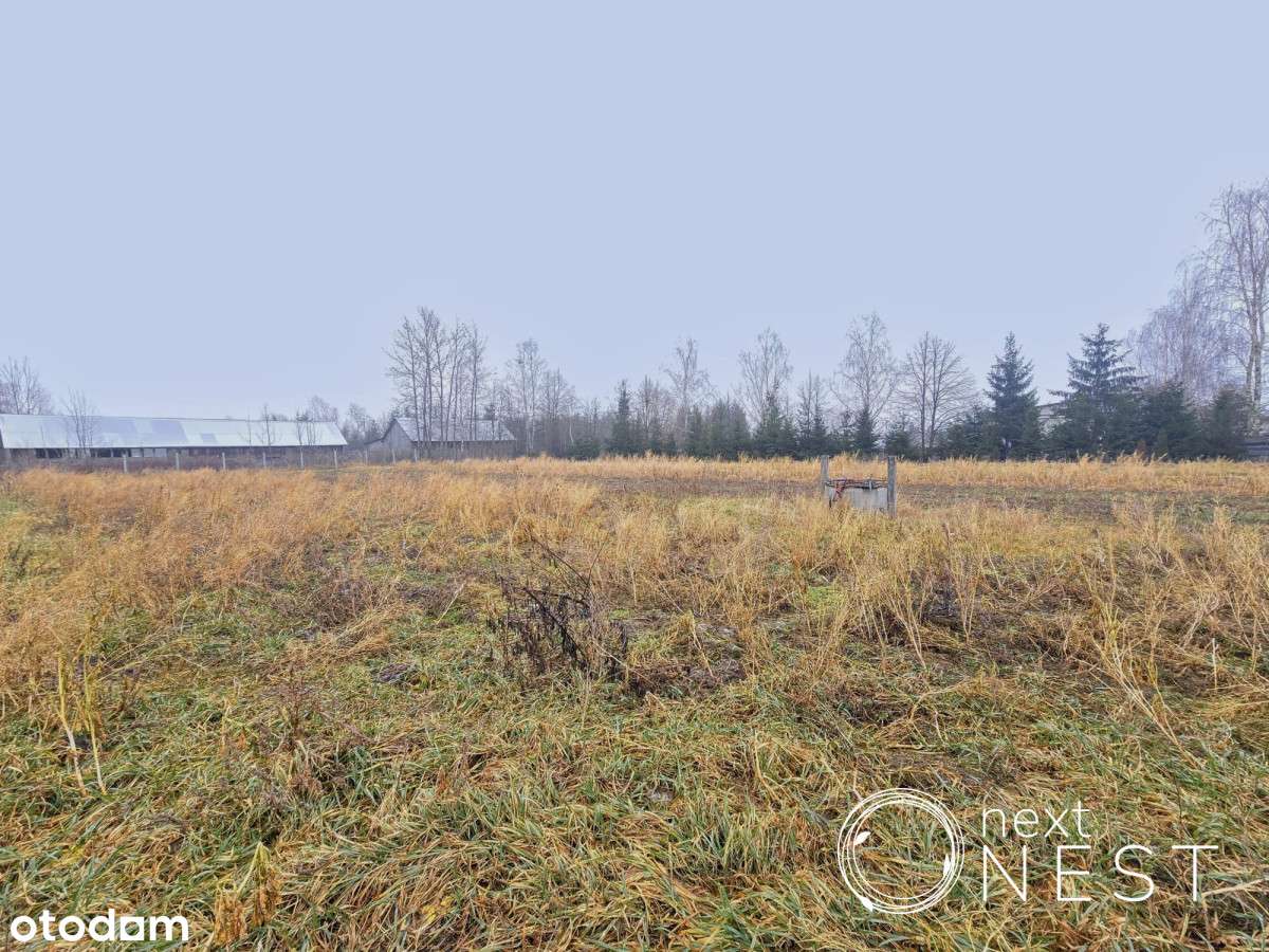 Blisko lasu, 1300m2, budowlana,Chojnów,gm.Piaseczo - Pełny obrazek: 5/5