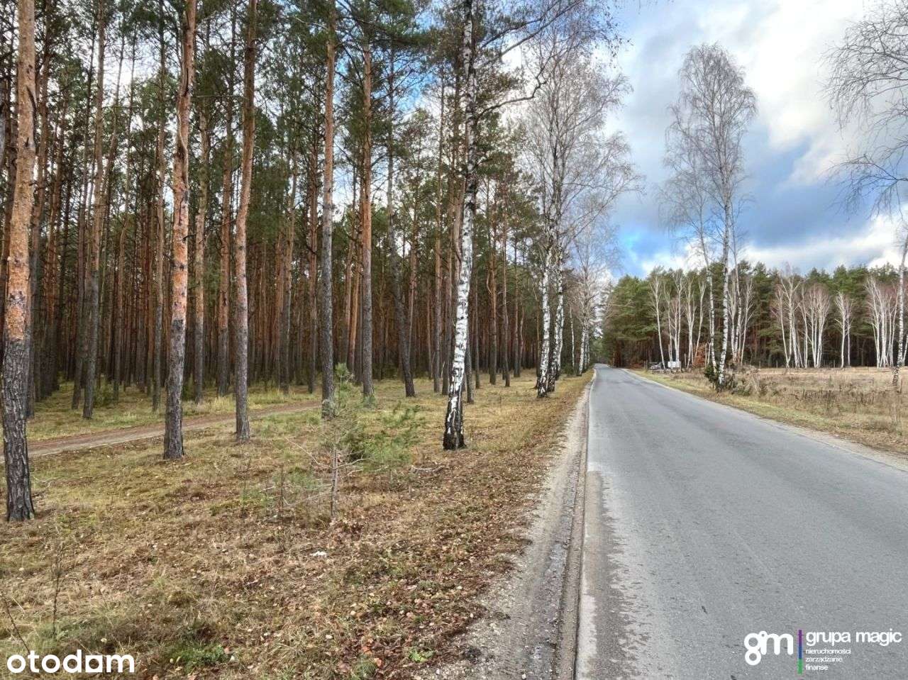 Działki przy lesie, z Wz, Sąsieczno - Pełny obrazek: 5/17