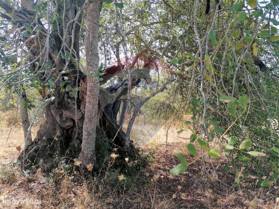 Terreno  para venda