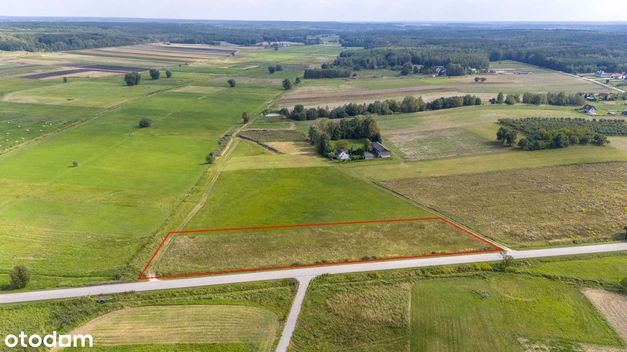 Działka rolna 0,5ha - Maciejowice, gm. Gnojno - Pełny obrazek: 4/5