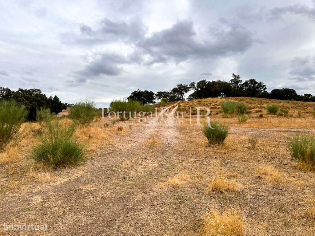 Propriedade agroflorestal 19,95 hectares em Idanha-a-Nova - Grande imagem: 5/31