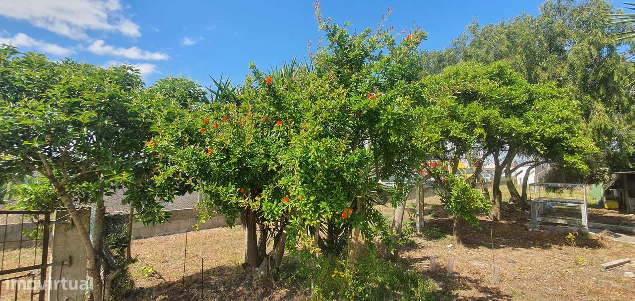 Quinta  5000m2 Viver no Campo Com a Cidade Por Perto Passil Alcochete-6