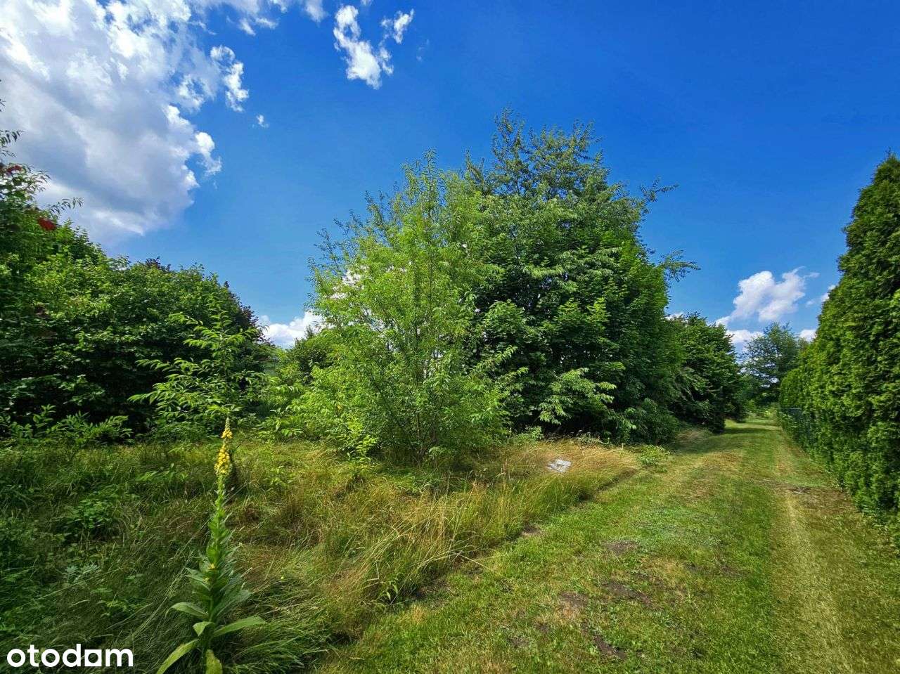 Duża działka budowlano-rolna z potencjałem - Pełny obrazek: 4/11