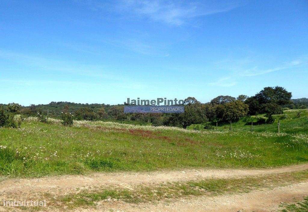 610.000m2 terra p/ plantações novas, pasto e gado. Portugal, Alente... - Grande imagem: 5/6