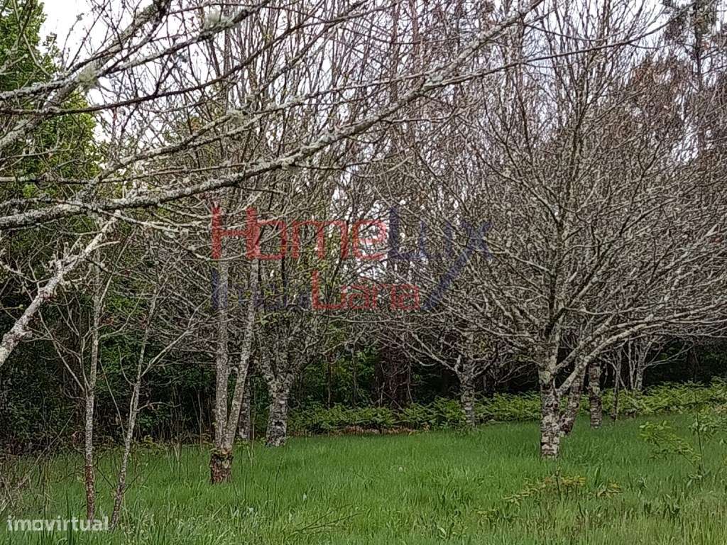 Quinta com Projeto para Turismo Rural em São Pedro do Sul-30