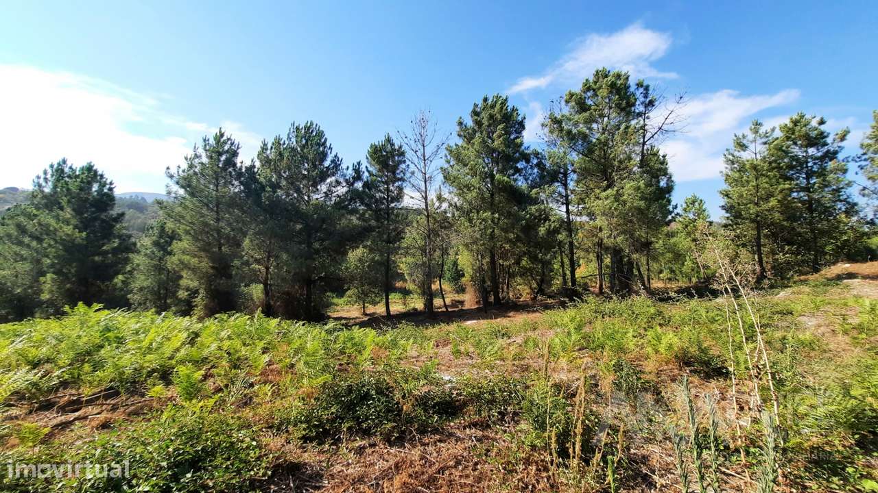 Quintinha  Venda em Abrunhosa-a-Velha,Mangualde - Grande imagem: 4/26