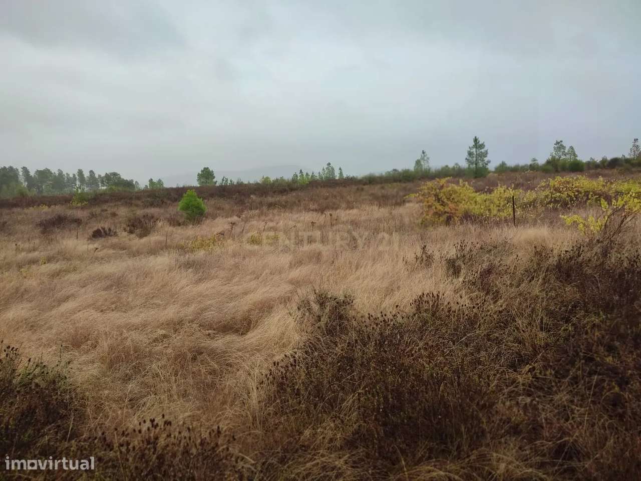 Terreno Rústico com 14.000m2, Chã da Vâ, Castelo Branco - Grande imagem: 4/11