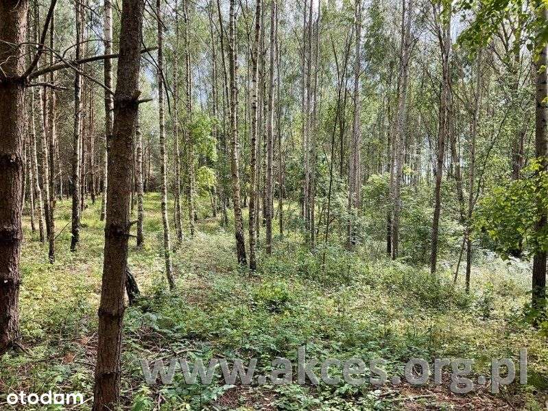 Działka 37700 m2 z jeziorkiem w okolicach Pasymia-4