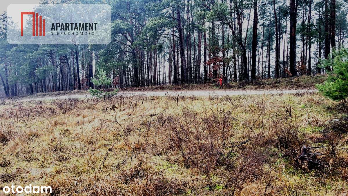 Duża narożna działka z prądem, las, jezioro. - Pełny obrazek: 1/5