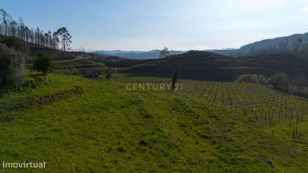 Terreno com Vinha Ativa e Casa em Celorico de Basto - Grande imagem: 4/22