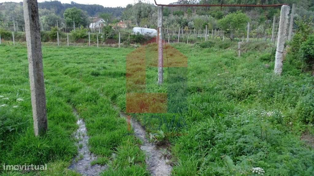 Terreno agrícola, Pedregais - Grande imagem: 4/11