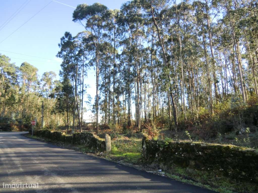 Terreno,Fajões,Oliveira Azemeis - Grande imagem: 4/10