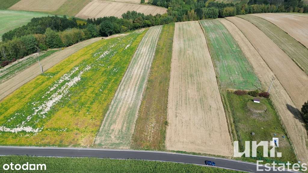 Lesieniec| 98 arów| Zagrodowa - Pełny obrazek: 5/8