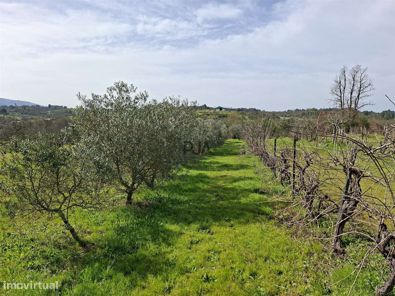 Quinta com 2Ha em Vila Cortês da Serra, Gouveia-12