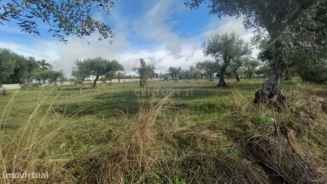 Olival com 4000m2  Lardosa - Grande imagem: 5/13